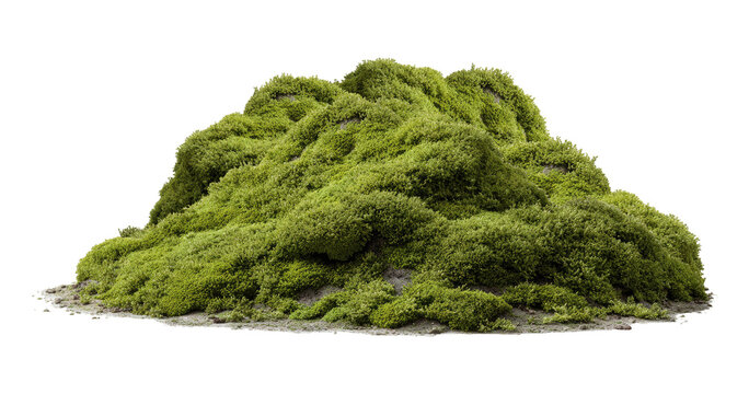 Lush green moss mound, isolated on transparent background