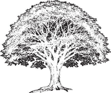 Detailed oak tree in full leaf during summer against a white background