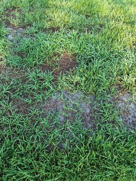 Patchy grass and soil ground texture