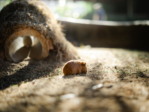 Domestic guinea pig (Cavia porcellus) resting in warm natural sunlight beside a shelter while another guinea pig remains inside. Cozy small mammal scene with soft depth and atmospheric lighting.