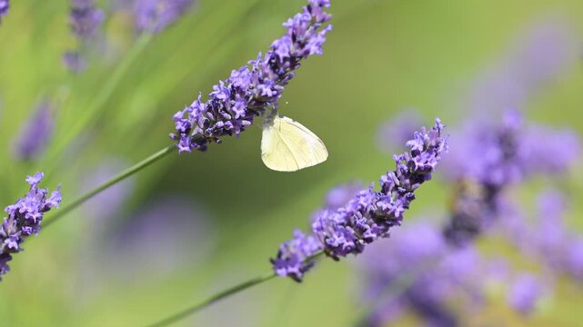 Large White Butterfly with a Brimstone Butterfly feeding the nectar of Lavender joined by a Meadow Brow and and flying away. Pieris brassicae, Gonepteryx rhamni, Maniola jurtina, Lavandula sp, France