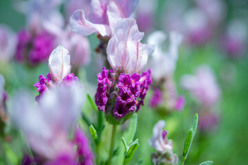Obraz premium French lavender blooming in a flowerbed.