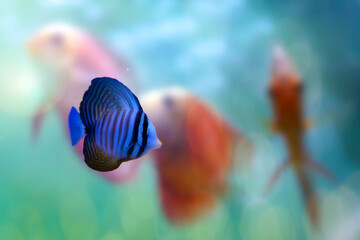 Red Sea Sailfin Tang (Zebrasoma desjardinii) swimming near coral reef, striped tropical fish underwater. © Serkan Mutan