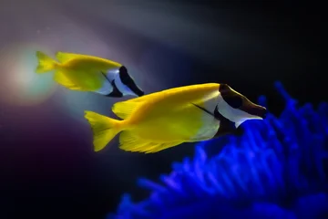 Foxface Rabbitfish (Siganus vulpinus) swimming near coral reef, yellow and black tropical fish underwater. © Serkan Mutan