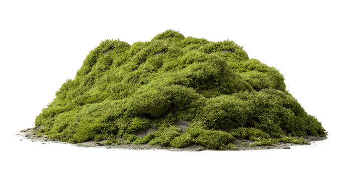 Lush green moss mound, isolated on transparent background