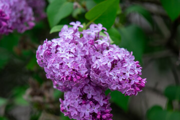 Fototapeta premium purple lilac flowers