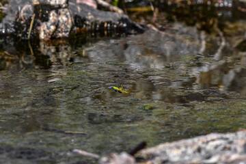 Fototapeta premium frog in rain