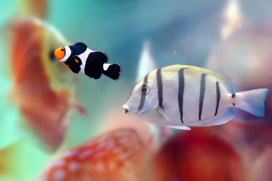 Convict Tang (Acanthurus triostegus) swimming over coral reef, striped surgeonfish underwater close-up.