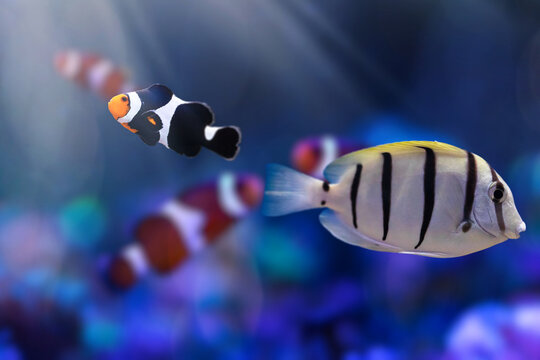 Convict Tang (Acanthurus triostegus) swimming over coral reef, striped surgeonfish underwater close-up.