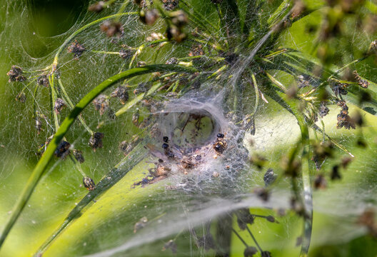 A web of a labyrinth spider (Agelena labyrinthica) on a plant, with its funnel-shaped web and remains of devoured insects on the web