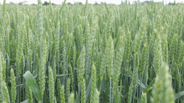 wheat in field agriculture green concept