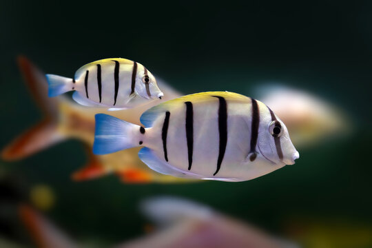 Convict Tang (Acanthurus triostegus) swimming over coral reef, striped surgeonfish underwater close-up.