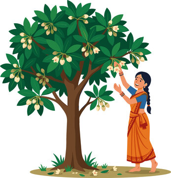 Indian Woman in Traditional Saree Gathering Fresh Mahua Flowers From Tree Vector Illustration For Rural Culture and Tropical Agriculture Designs