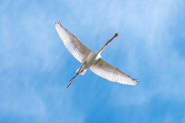 Fototapeta premium Eurasian spoonbill flying in the blue sky, low angle view.