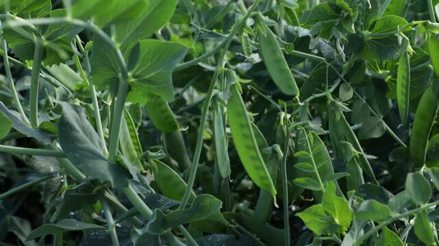 green peas close up growing on ground vegetables garden