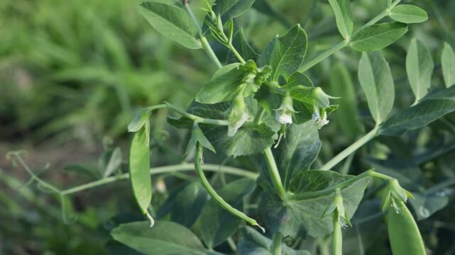 green peas flowers growing on ground vegetables garden