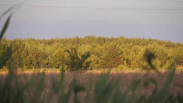young pine forest and nature