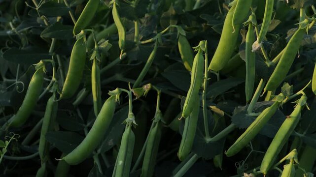 green peas pod on plant sunny light