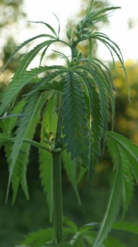 hemp growing in a sunny garden
