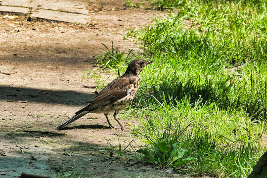 A thrush walks through the grass on a summer day