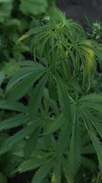 hemp leaves growing in a sunny garden