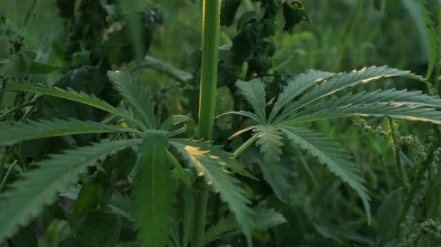 hemp plant leaves in wild nature 