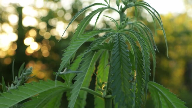  hemp plant leaves in wild nature sunny light.