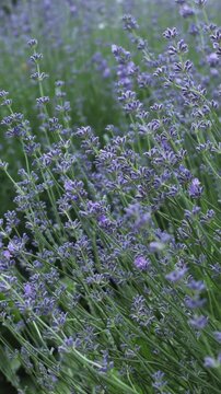 lavender close up in garden nature background