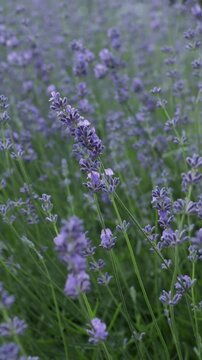 lavender close up in green nature background
