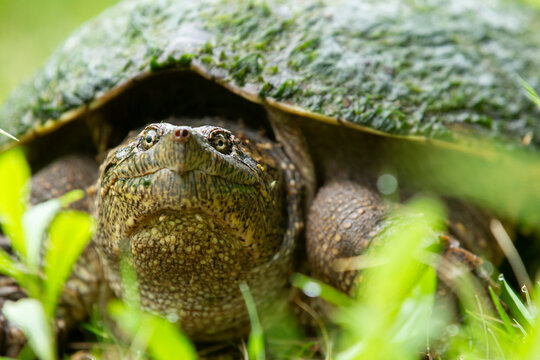 Close-up of a snapping turtle in tall green grass.