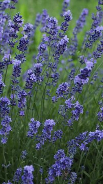 lavender flowers and bees in field summer nature background