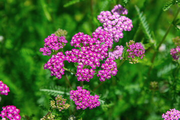 Pink yarrow flowers clustered in close up garden foliage. Achillea, Tall yarrow © bykot