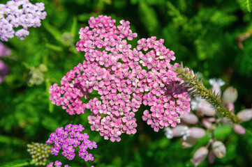 Obraz premium Pink yarrow blossom cluster photographed against green foliage. Achillea, Tall yarrow