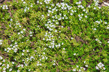 Fototapeta premium Low white ground cover flowers carpeting sunlit garden soil. Thymus