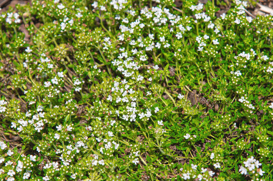Low white ground cover flowers carpeting sunlit garden soil. Thymus
