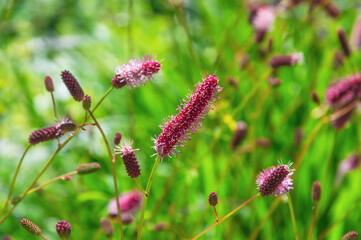 Fototapeta premium Pink flowers blooming in lush green meadow. Sanguisorba obtusa, Japanese Burnet