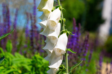 White foxglove flowers blooming in sunlit garden background. Digitalis grandiflora, Yellow foxglove © bykot