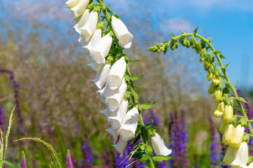 White foxglove arching in meadow under blue sky. Digitalis grandiflora, Yellow foxglove © bykot