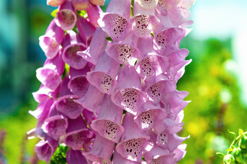 Pink foxglove bells clustered in colorful outdoor garden scene. Digitalis purpurea, foxglove © bykot