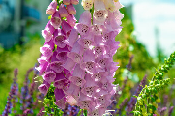Purple foxglove spikes drooping in lively garden flowerbed. Digitalis purpurea, foxglove © bykot