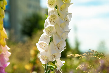 Cream foxglove stalk standing in bright outdoor garden light. Digitalis grandiflora, Yellow foxglove © bykot