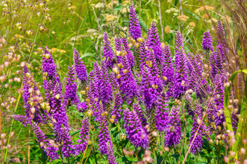 Fototapeta premium Purple flower clusters blooming across grassy summer meadow. Veronica spicata, Spiked speedwell