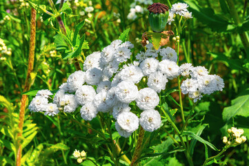 White clustered wildflowers flowering in green meadow setting. Achillea ptarmica, Sneezewort © K. Yeudakimava