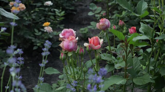 Natural background with summer flowers