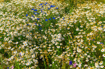 Fototapeta premium Daisy wildflowers blooming densely across mixed meadow with blue blooms. Tripleurospermum inodorum, Scentless Mayweed