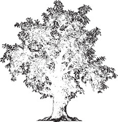 Fototapeta premium Detailed sketch of a mature deciduous tree with lush foliage against a white background