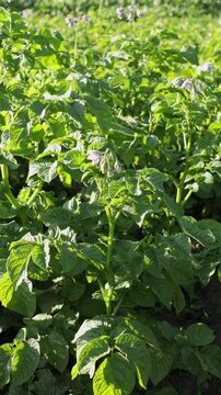potatoes plants growing on the ground sunny weather
