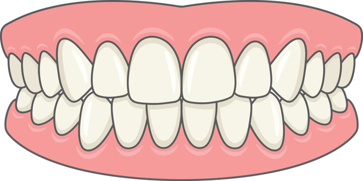 Full Human Dentition Teeth Set Vector