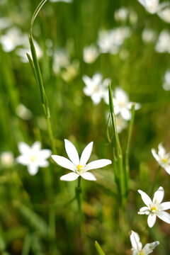 Star-of-Bethlehem
Plant
A genus of perennial bulbous herbaceous plants belonging to the subfamily Scilloideae (formerly Hyacinthoideae), the family Asparagaceae, and the order Asparagales.