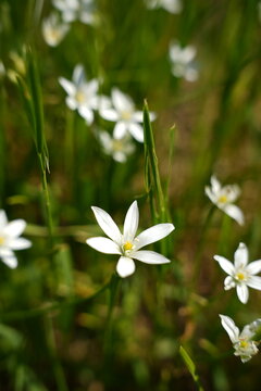 Star-of-Bethlehem
Plant
A genus of perennial bulbous herbaceous plants belonging to the subfamily Scilloideae (formerly Hyacinthoideae), the family Asparagaceae, and the order Asparagales.